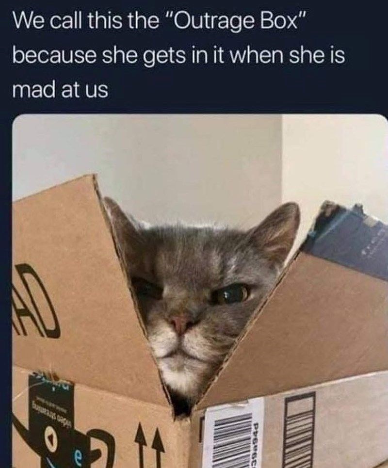 We call this the "Outrage Box" because she gets in it when she is mad at us AD Susurans oagu