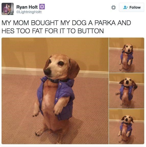 Ryan Holt ✡ @LightningHoltt MY MOM BOUGHT MY DOG A PARKA AND HES TOO FAT FOR IT TO BUTTON Follow