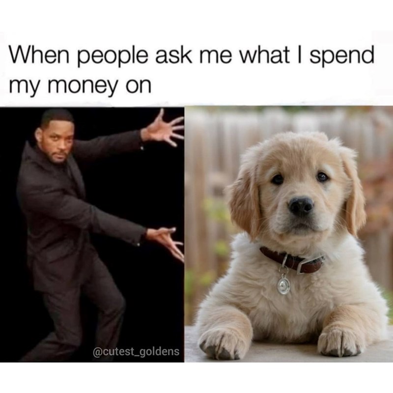 When people ask me what I spend my money on @cutest_goldens