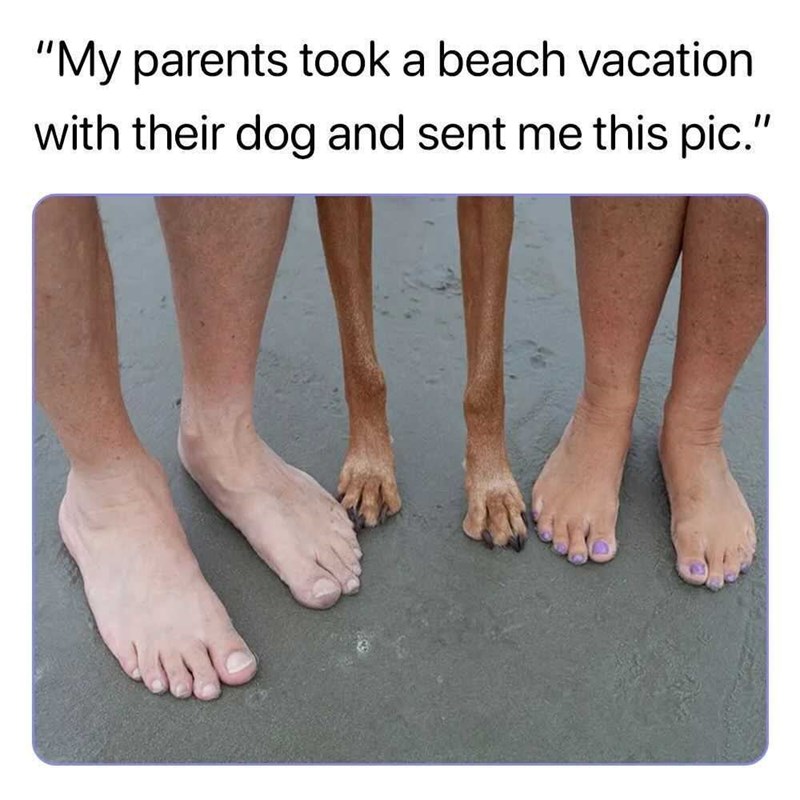 "My parents took a beach vacation with their dog and sent me this pic."