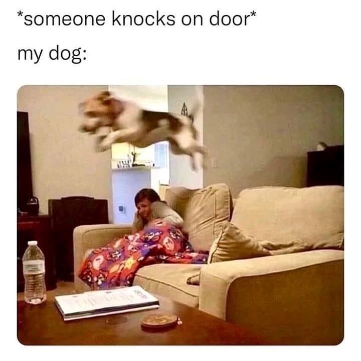 *someone knocks on door* my dog: G