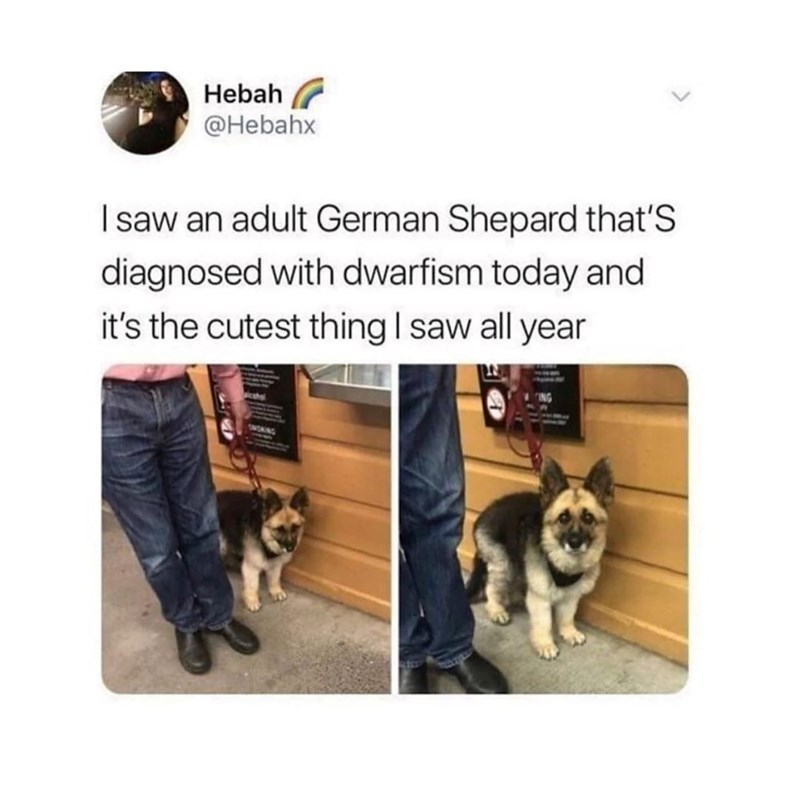 Hebah @Hebahx I saw an adult German Shepard that's diagnosed with dwarfism today and it's the cutest thing I saw all year