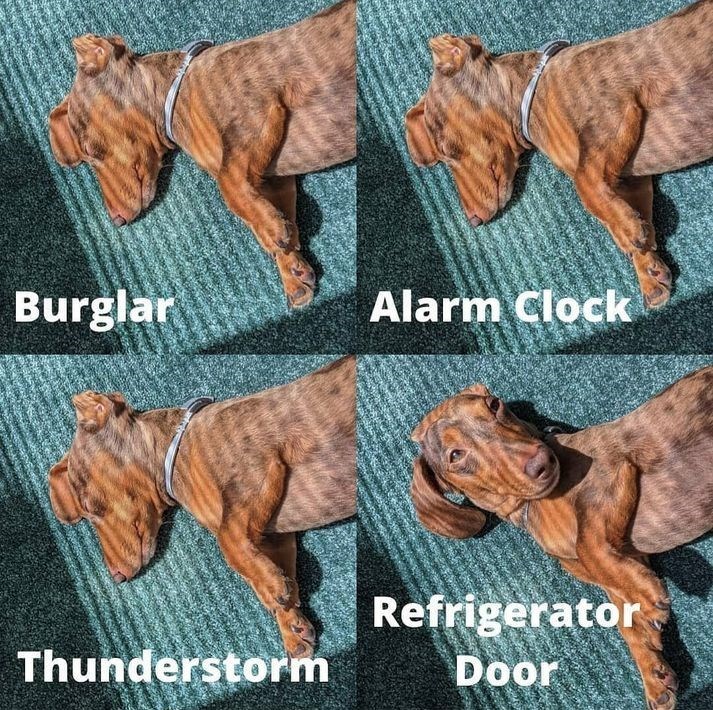 Burglar Alarm Clock Refrigerator Thunderstorm Door