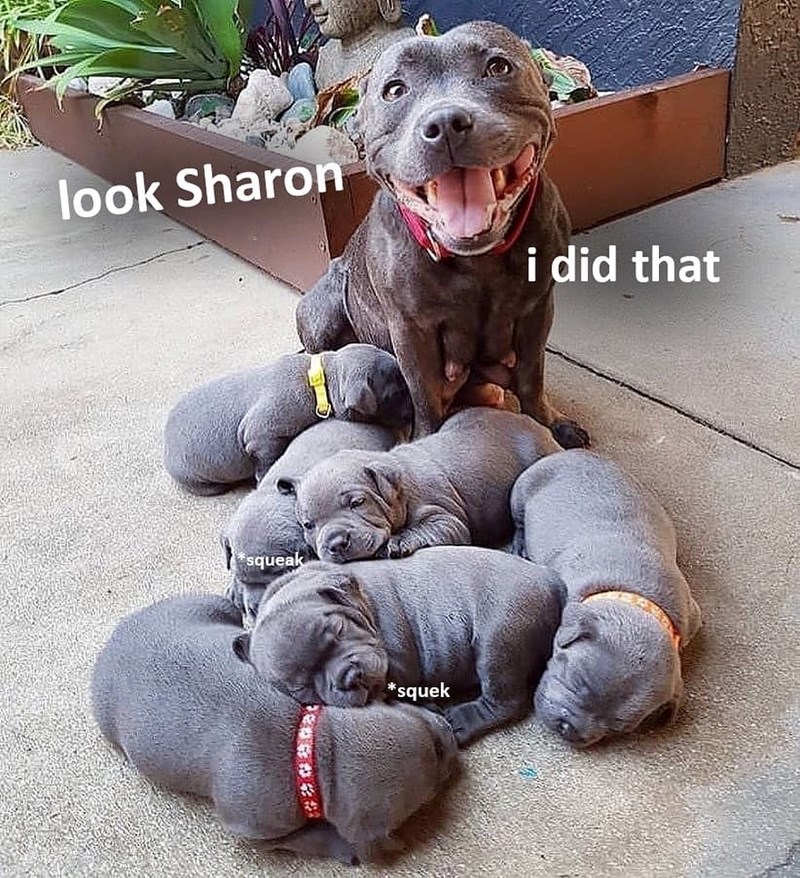 look Sharon i did that squeak *squek