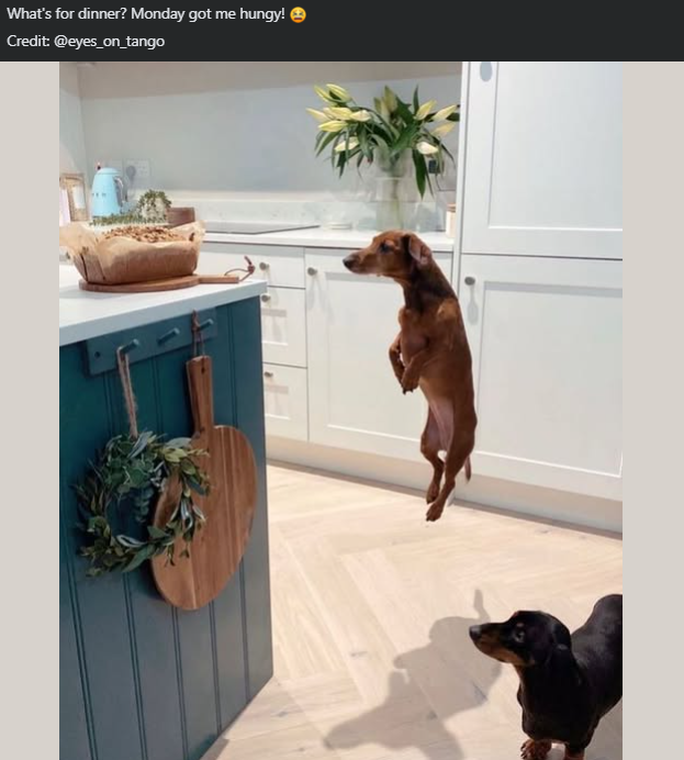 What's for dinner? Monday got me hungy! → Credit: @eyes_on_tango