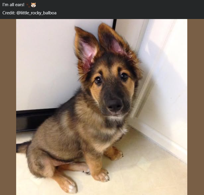 I'm all ears! Credit: @little_rocky_balboa