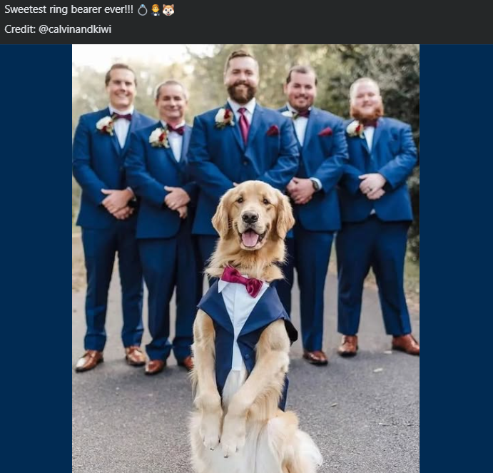 Sweetest ring bearer ever!!! Credit: @calvinandkiwi