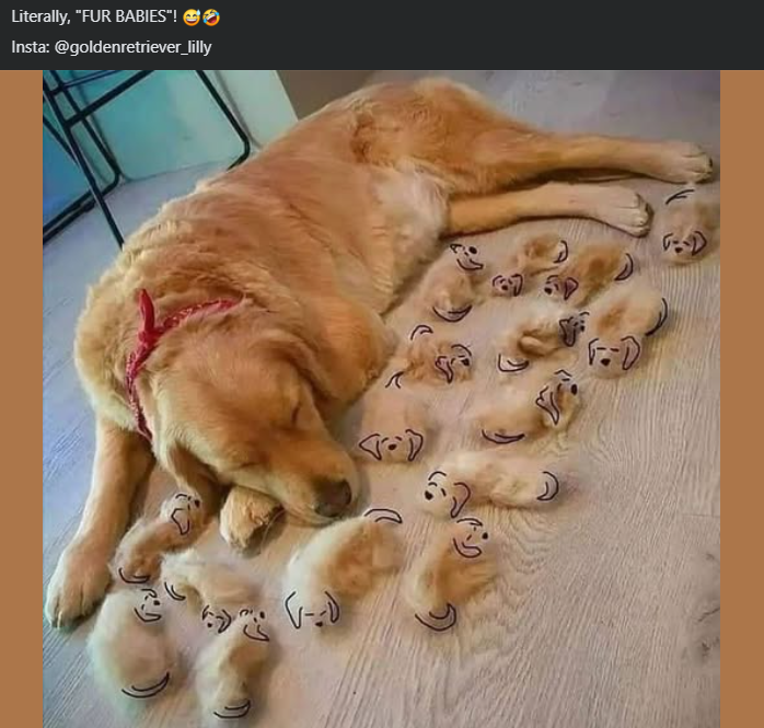 Literally, "FUR BABIES"! ✔> Insta: @goldenretriever_lilly --