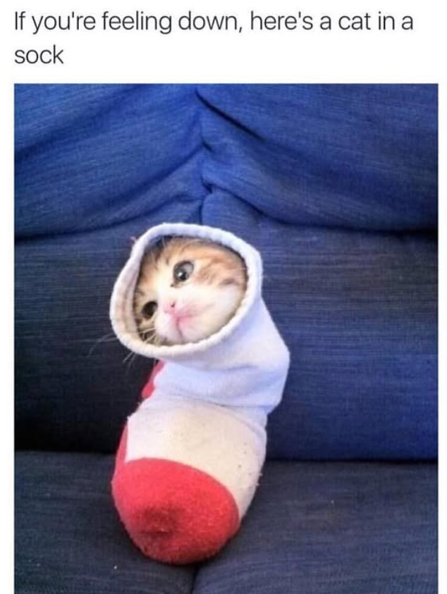 If you're feeling down, here's a cat in a sock
