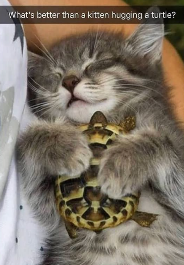 What's better than a kitten hugging a turtle?