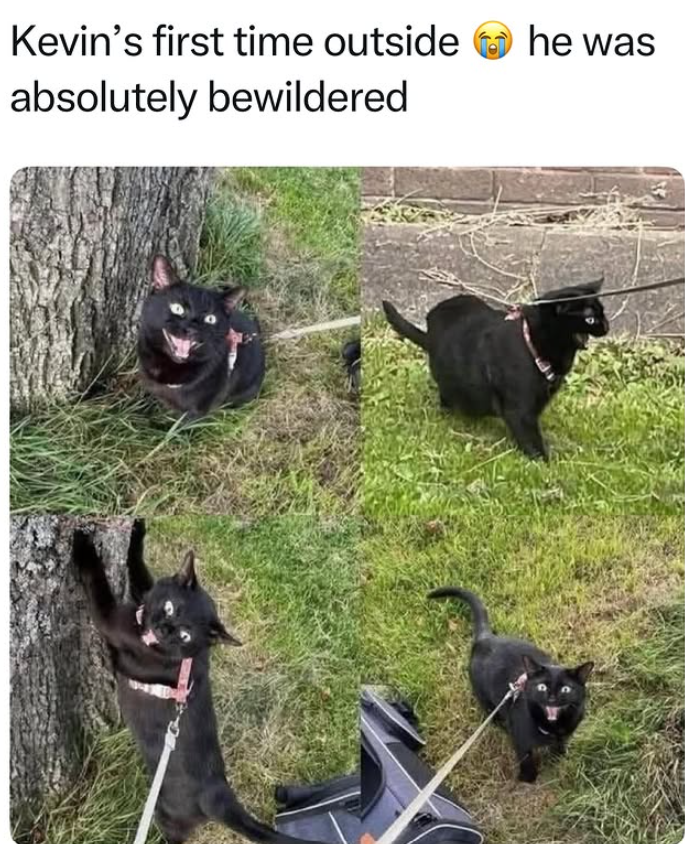 Kevin's first time outside absolutely bewildered he was
