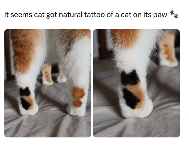 It seems cat got natural tattoo of a cat on its paw