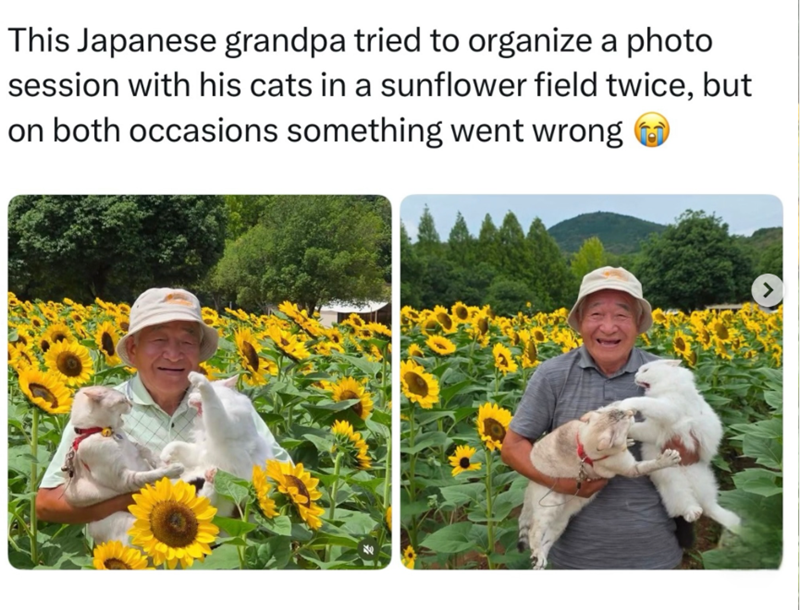 This Japanese grandpa tried to organize a photo session with his cats in a sunflower field twice, but on both occasions something went wrong >