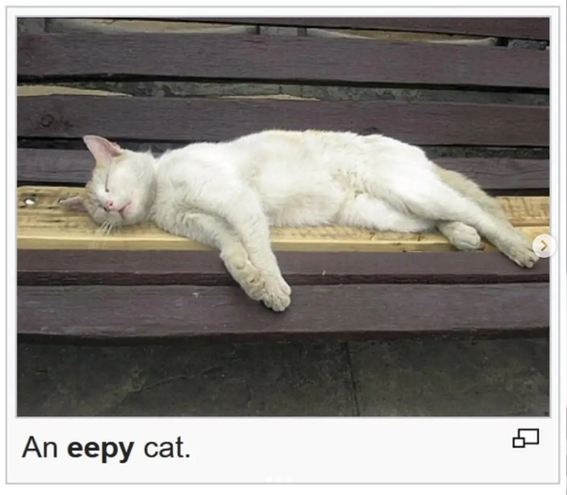 An eepy cat.