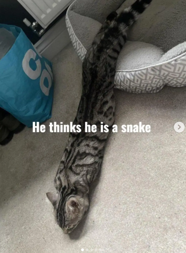 He thinks he is a snake J