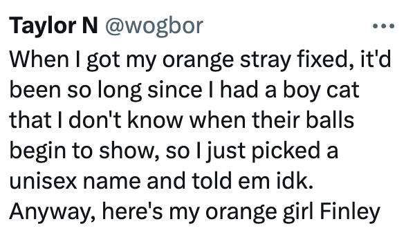 Taylor N @wogbor When I got my orange stray fixed, it'd been so long since I had a boy cat that I don't know when their balls begin to show, so I just picked a unisex name and told em idk. Anyway, here's my orange girl Finley