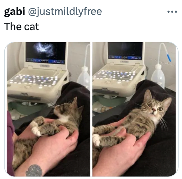 gabi @justmildlyfree The cat
