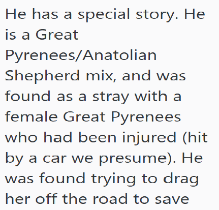 He has a special story. He is a Great Pyrenees/Anatolian Shepherd mix, and was found as a stray with a female Great Pyrenees who had been injured (hit by a car we presume). He was found trying to drag her off the road to save