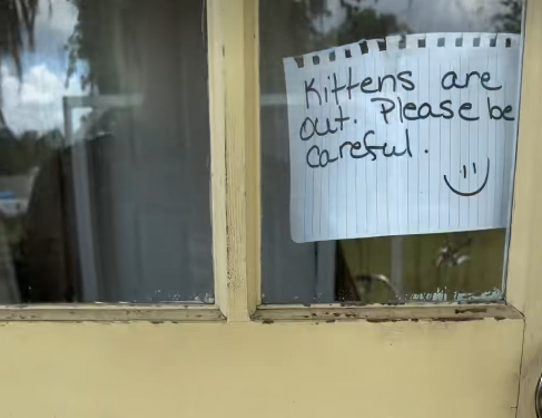Kittens are out. Please be Careful.
