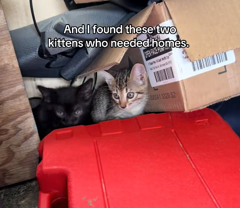 And I found these two kittens who needed homes. OPEN FACE P Wer 000041 5329 S2