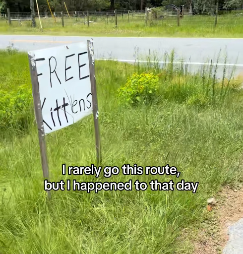FREE Kittens I rarely go this route, but I happened to that day