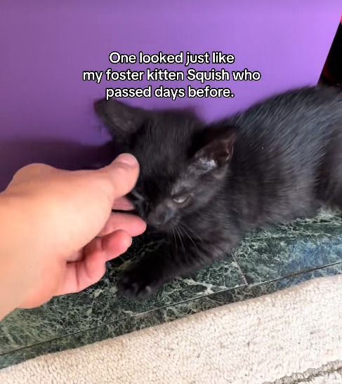 One looked just like my foster kitten Squish who passed days before.