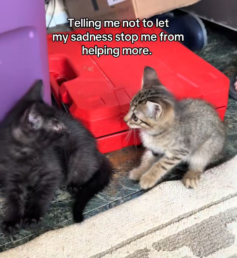 Telling me not to let my sadness stop me from helping more.