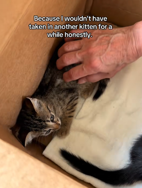 Because I wouldn't have taken in another kitten for a while honestly.