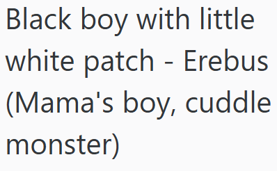 Black boy with little white patch - Erebus (Mama's boy, cuddle monster)