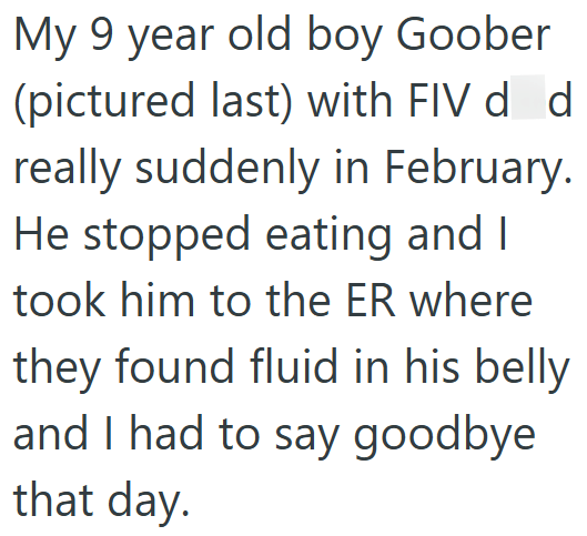 My 9 year old boy Goober (pictured last) with FIV d d really suddenly in February. He stopped eating and I took him to the ER where they found fluid in his belly and I had to say goodbye that day.