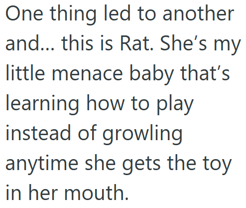 One thing led to another and... this is Rat. She's my little menace baby that's learning how to play instead of growling anytime she gets the toy in her mouth.