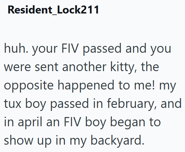 Resident_Lock211 huh. your FIV passed and you were sent another kitty, the opposite happened to me! my tux boy passed in february, and in april an FIV boy began to show up in my backyard.