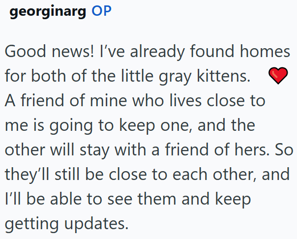georginarg OP Good news! I've already found homes for both of the little gray kittens. A friend of mine who lives close to me is going to keep one, and the other will stay with a friend of hers. So they'll still be close to each other, and I'll be able to see them and keep getting updates.