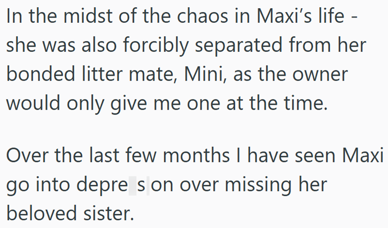 In the midst of the chaos in Maxi's life - she was also forcibly separated from her bonded litter mate, Mini, as the owner would only give me one at the time. Over the last few months I have seen Maxi go into depre s on over missing her beloved sister.