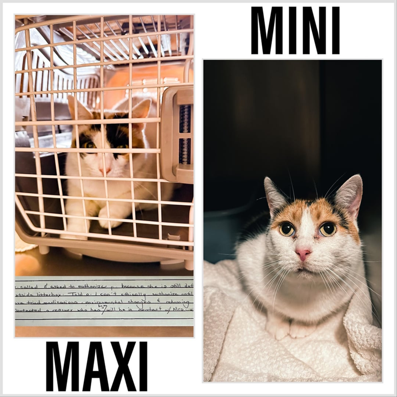 1. called & asked to euthanize & because he is still daf tside litterbox: Told o. I can't athically ave tried medications, environmental changes Contacted suthanize until ૬ rescuer who has 7 will be in contact w/ Mrow MAXI MINI