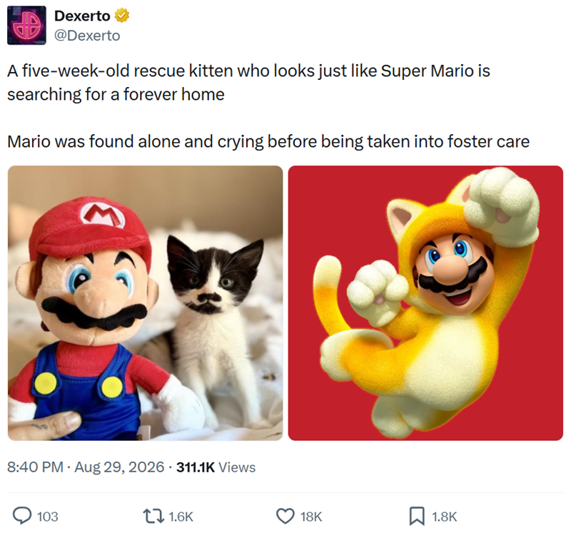 Dexerto @Dexerto A five-week-old rescue kitten who looks just like Super Mario is searching for a forever home Mario was found alone and crying before being taken into foster care 8:40 PM - Aug 29, 2026 311.1K Views 103 1.6K 18K ☐ 1.8K