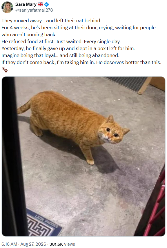 Sara Mary @saniyafatma1278 They moved away... and left their cat behind. For 4 weeks, he's been sitting at their door, crying, waiting for people who aren't coming back. He refused food at first. Just waited. Every single day. Yesterday, he finally gave up and slept in a box I left for him. Imagine being that loyal... and still being abandoned. If they don't come back, I'm taking him in. He deserves better than this. LEON RHODES 6:16 AM - Aug 27, 2026 - 381.6K Views