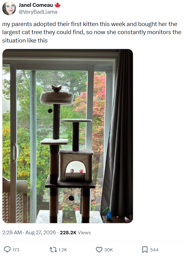 Janel Comeau @VeryBadLlama my parents adopted their first kitten this week and bought her the largest cat tree they could find, so now she constantly monitors the situation like this 2:28 AM - Aug 27, 2026-228.2K Views 173 t1.2K 30K ☐ 544