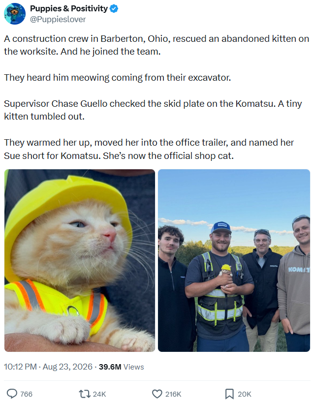 Puppies & Positivity ❤ @Puppieslover A construction crew in Barberton, Ohio, rescued an abandoned kitten on the worksite. And he joined the team. They heard him meowing coming from their excavator. Supervisor Chase Guello checked the skid plate on the Komatsu. A tiny kitten tumbled out. They warmed her up, moved her into the office trailer, and named her Sue short for Komatsu. She's now the official shop cat. 10:12 PM - Aug 23, 2026 - 39.6M Views 766 24K 216K ☐ 20K KOM