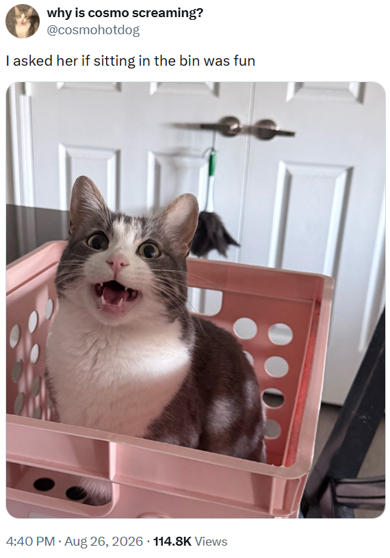 why is cosmo screaming? @cosmohotdog I asked her if sitting in the bin was fun . • 4:40 PM • Aug 26, 2026 114.8K Views
