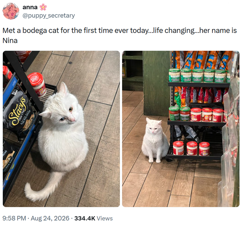 READ EA SAL anna @puppy_secretary Met a bodega cat for the first time ever today...life changing...her name is Nina Stacy's Pita Chip REAL PITA BREAD Lay's • 9:58 PM - Aug 24, 2026 334.4K Views ostatos Tost fo Tostic lost tos Tostitos ost.fos fos