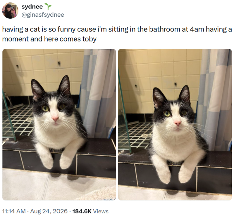 sydnee @ginasfsydnee having a cat is so funny cause i'm sitting in the bathroom at 4am having a moment and here comes toby 11:14 AM • Aug 24, 2026 184.6K Views