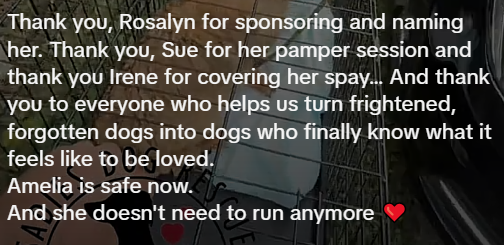 Thank you, Rosalyn for sponsoring and naming her. Thank you, Sue for her pamper session and thank you Irene for covering her spay... And thank you to everyone who helps us turn frightened, forgotten dogs into dogs who finally know what it feels like to be loved. Amelia is safe now. And she doesn't need to run anymore