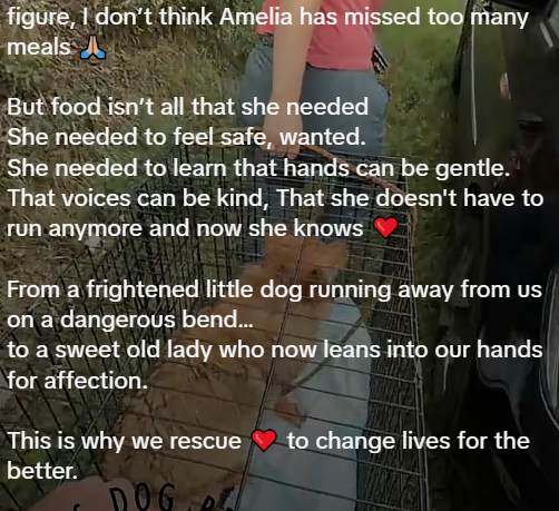 figure, I don't think Amelia has missed too many meals But food isn't all that she needed She needed to feel safe, wanted. She needed to learn that hands can be gentle. That voices can be kind, That she doesn't have to run anymore and now she knows From a frightened little dog running away from us on a dangerous bend... to a sweet old lady who now leans into our hands for affection. This is why we rescue to change lives for the better. DOG