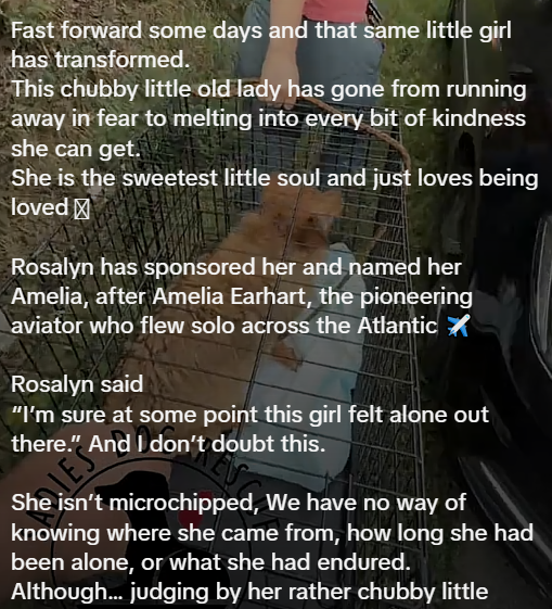 Fast forward some days and that same little girl has transformed. This chubby little old lady has gone from running away in fear to melting into every bit of kindness she can get. She is the sweetest little soul and just loves being loved Rosalyn has sponsored her and named her Amelia, after Amelia Earhart, the pioneering aviator who flew solo across the Atlantic Rosalyn said "I'm sure at some point this girl felt alone out there." And I don't doubt this. ES She isn't microchipped, We have no wa