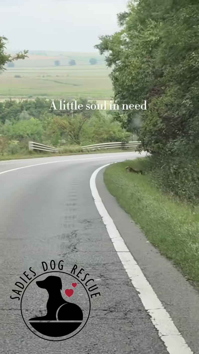 SADIES A little soul in need DOG RESCUE