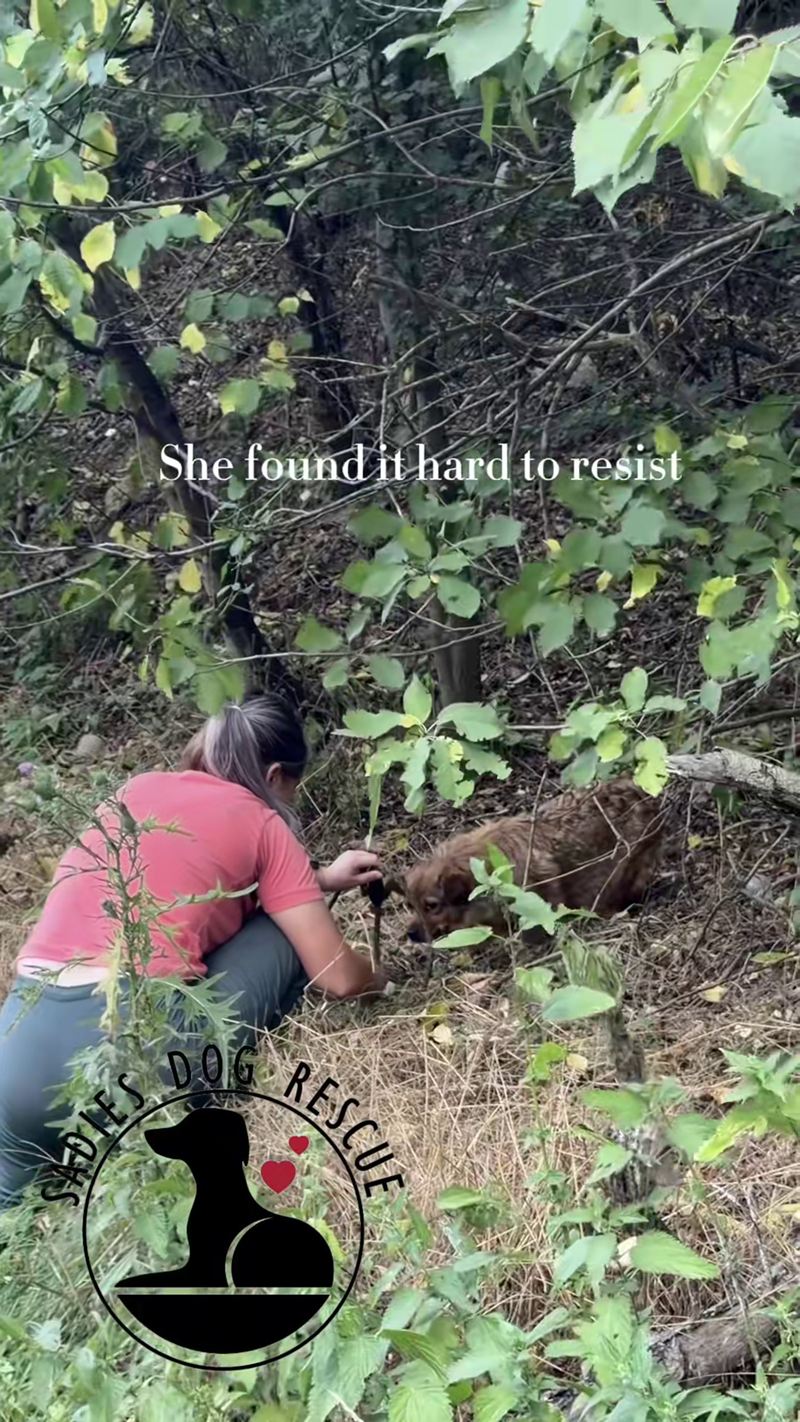 She found it hard to resist SHOWS RESCUE