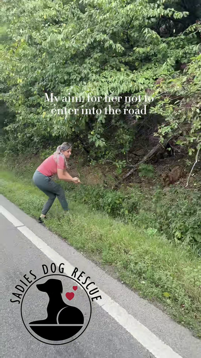 SADIES My aim for her not to enter into the road DOG RESCUE