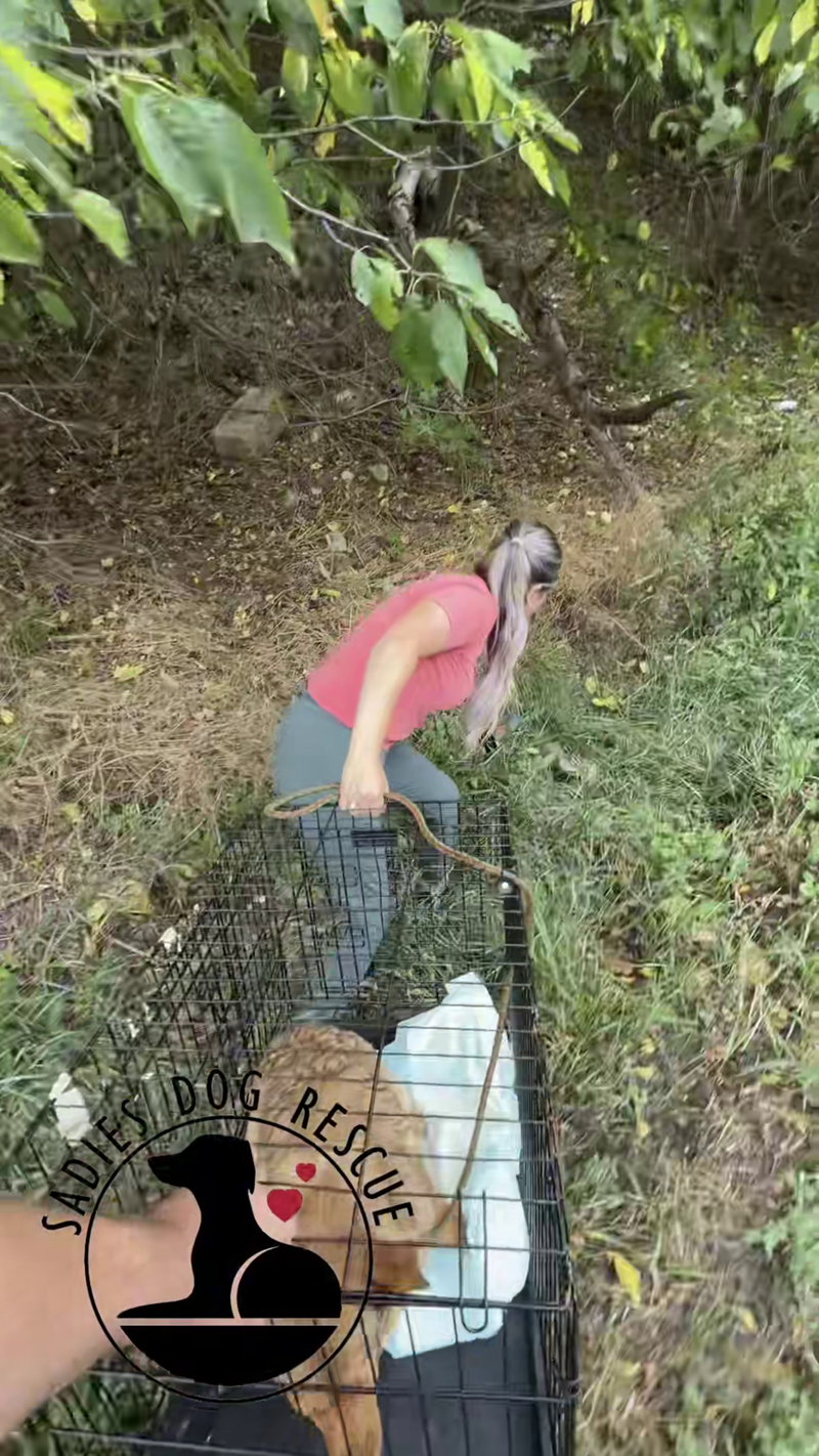 SADIES DOG RESCUE