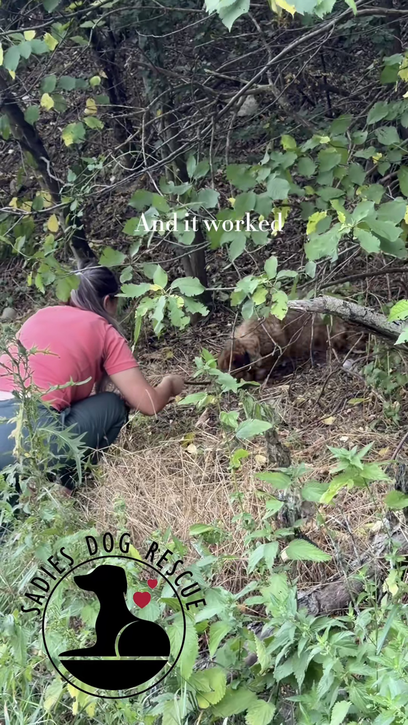 SADIES DOG And it worked RESCUE